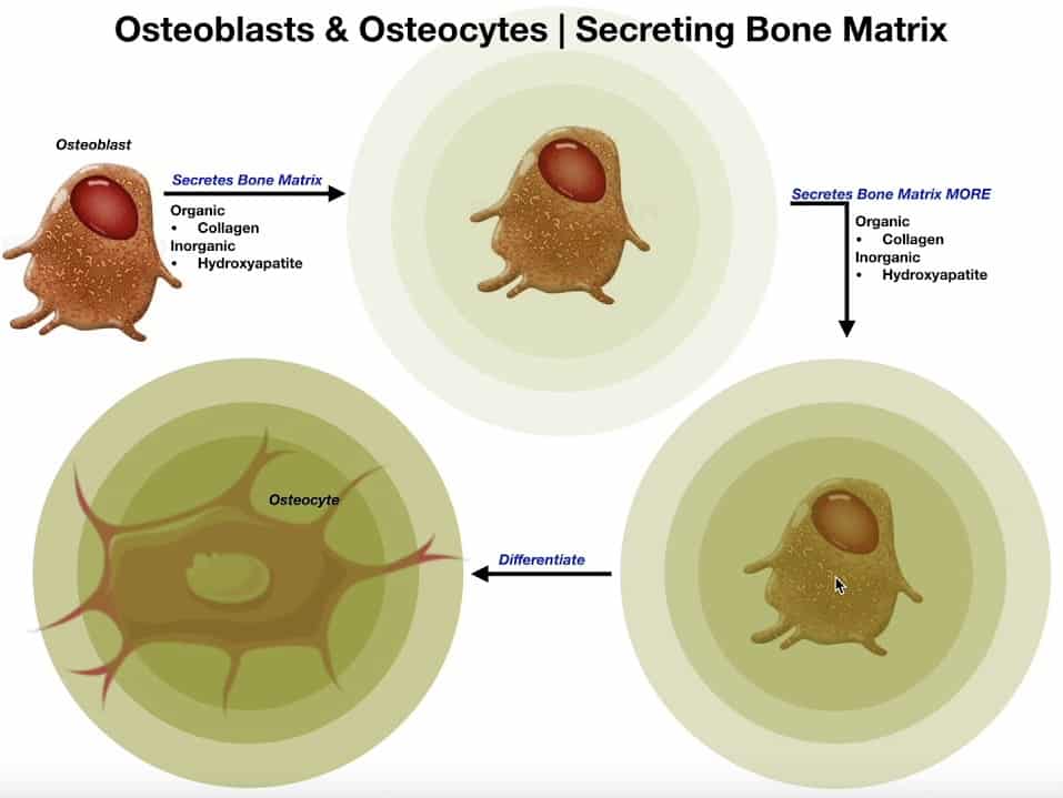 Osteoblasts