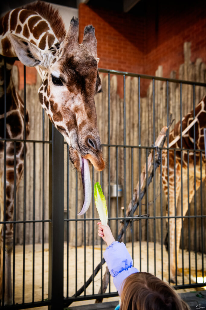 Giraffe party