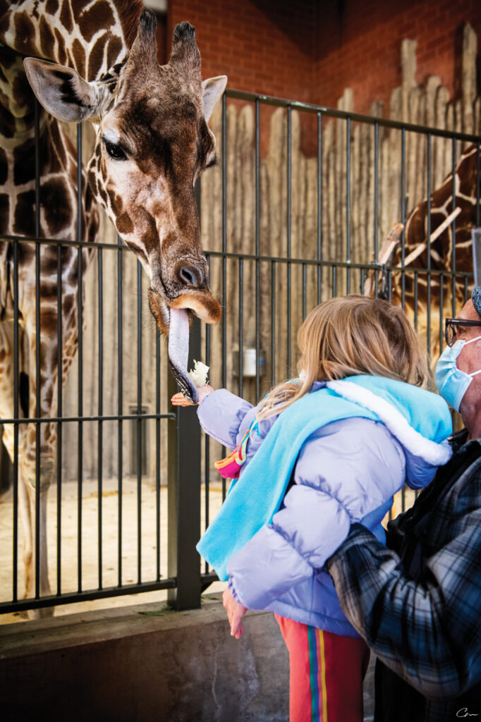 Giraffe party