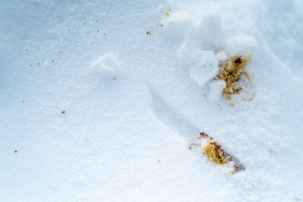 Fruitcake toss